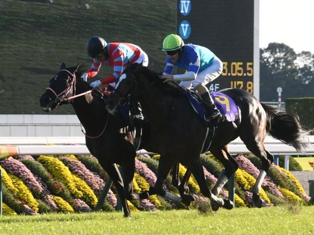 Contrail is the 8th Japanese Triple Crown Winner(Photo: netkeiba)