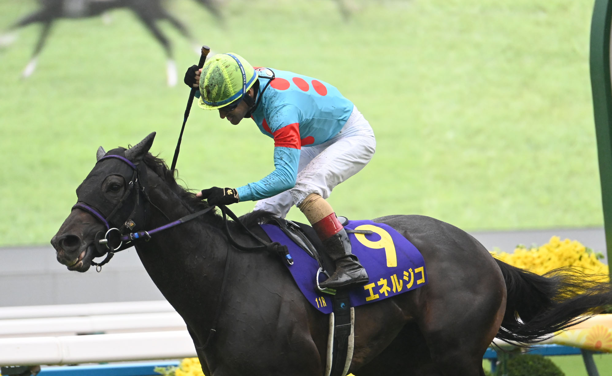 Energico wins the Kikuka Sho 2025. (Photo: netkeiba)