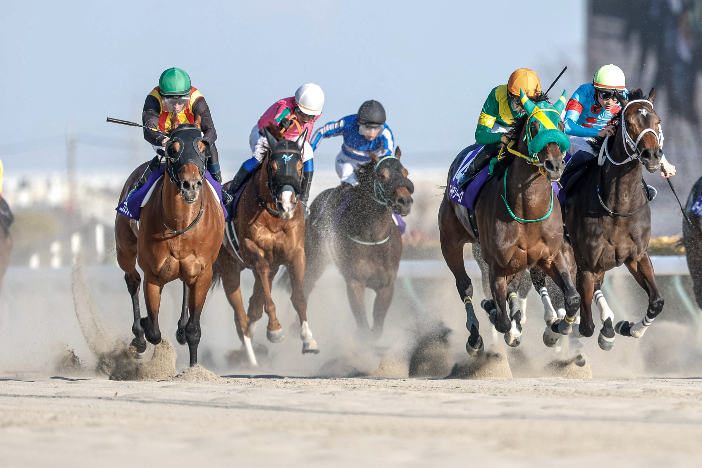 2026 List of Dirt Graded Stakes and Races in JRA and NAR