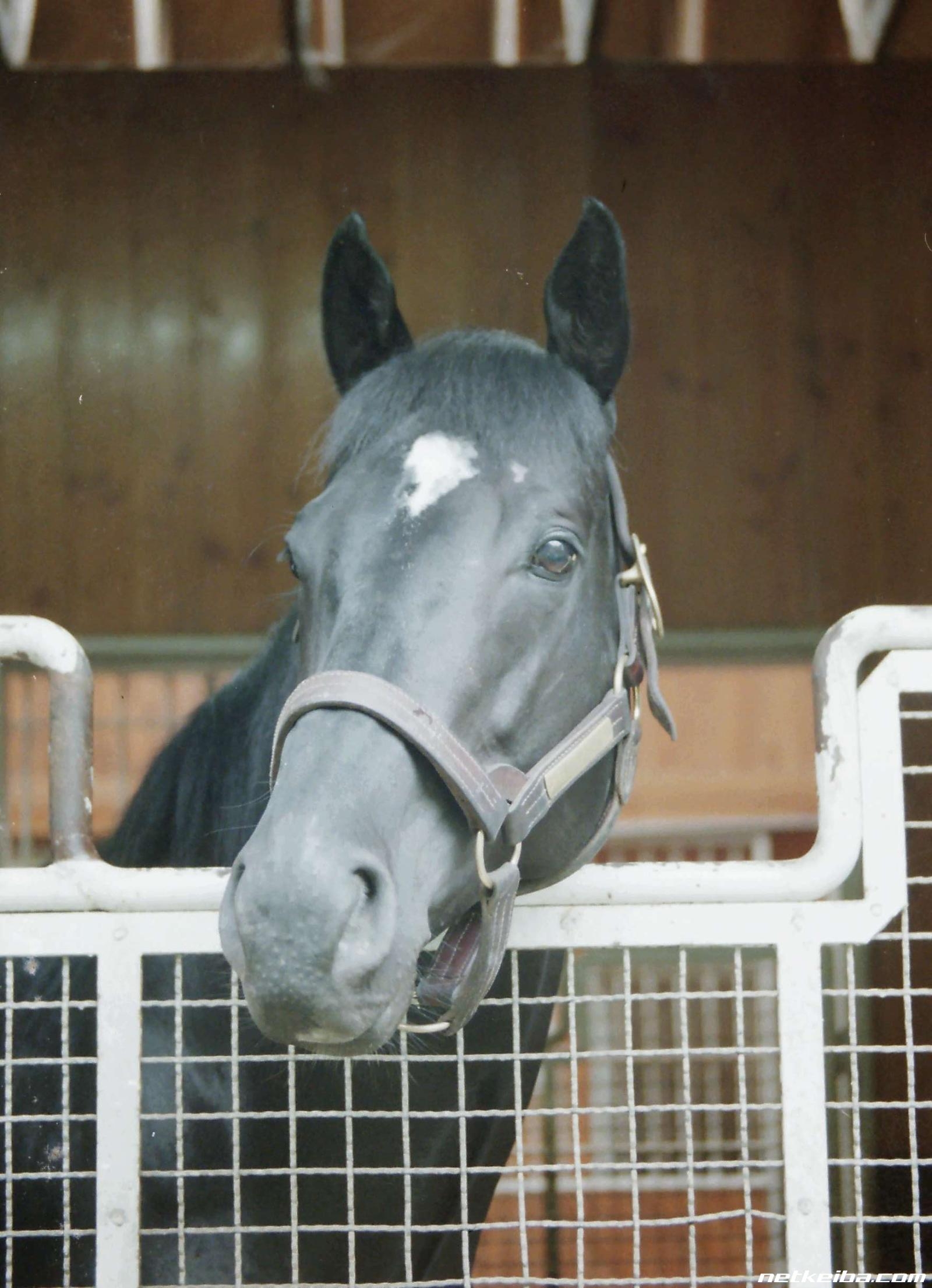 Fuji Kiseki: The Unbeaten Heir Whose Promise Ended Too Soon