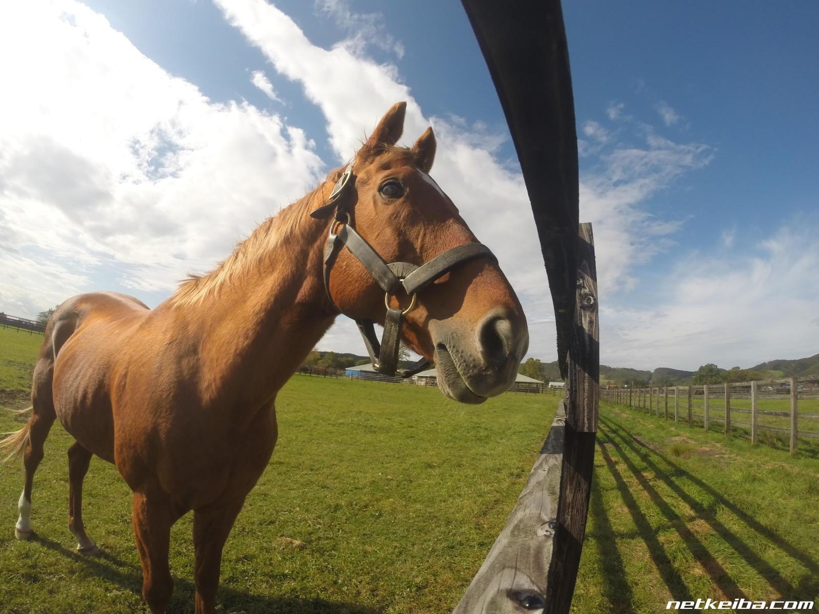Taiki Shuttle: Japan’s Golden-Chestnut King of the Mile