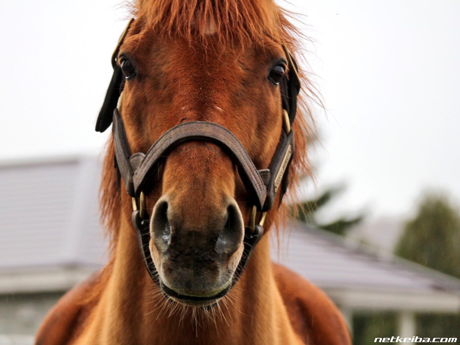 Grass Wonder: The “Wonder Horse” Who Ruled Japan’s Grand Prix Races