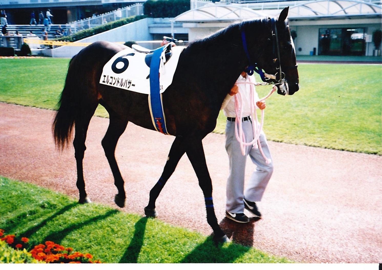 El Condor Pasa at his debut race