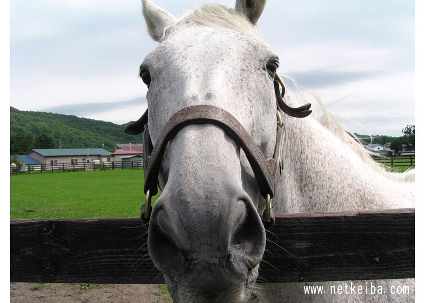 Mejiro McQueen: The Grey Emperor of Japan’s Long-Distance Racing